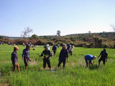 Bộ đội Công ty 72 hướng dẫn bà con dân tộc trồng lúa nước