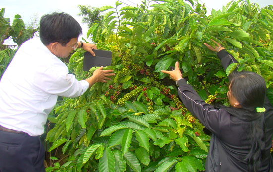 Sử dụng chế phẩm sinh học, vườn cà phê già của bà Nguyễn Thị Lương, ở xã Quảng Tiến, huyện Cư M’gar đã “trẻ lại”