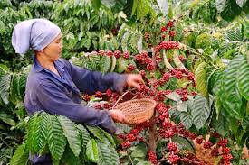 Lâm Đồng đạt 60% dư nợ tái canh cây cà phê của khu vực Tây Nguyên