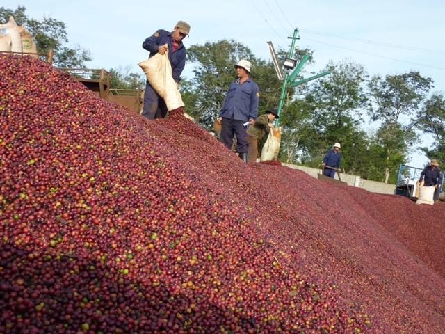 Xuất khẩu cà phê đạt 3,2 tỷ USD trong 9 tháng đầu năm