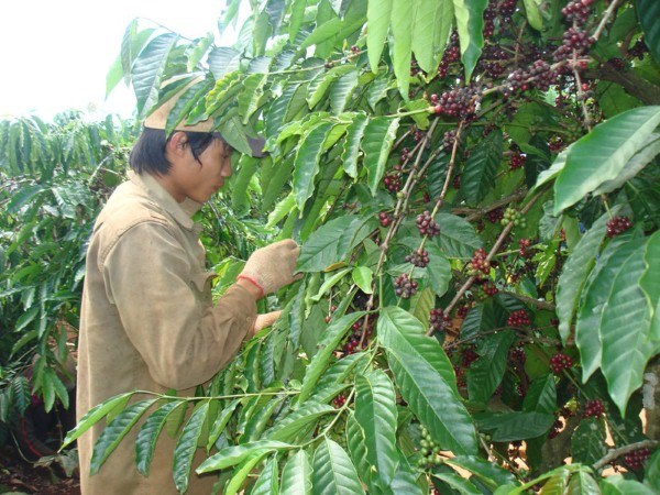 Cho vay tái canh cà phê ở Tây Nguyên: Rắc rối nhiều, ưu đãi ít