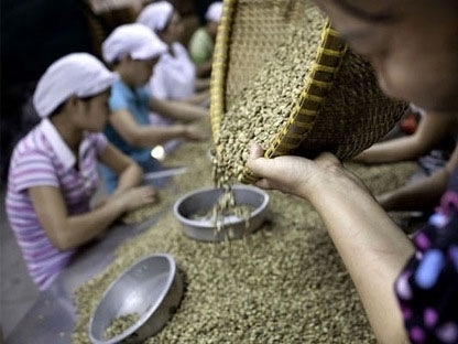Thiếu hụt cà phê toàn cầu vụ tới trầm trọng hơn